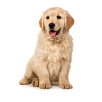 Hond