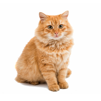 Kat