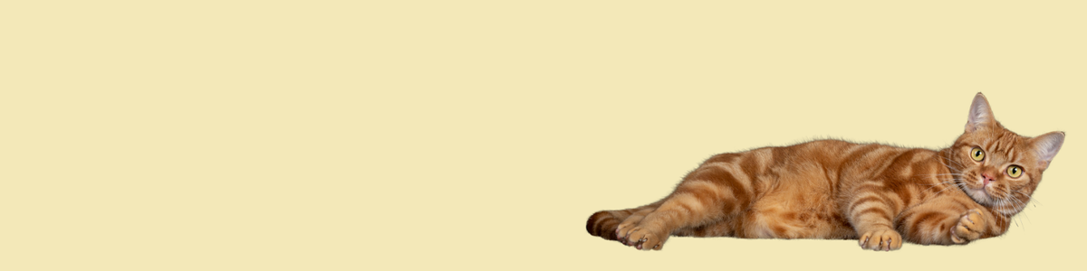 Alles voor je kat