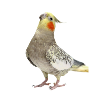 Vogel