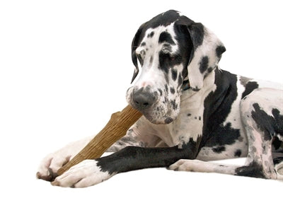 Petstages Dogwood Durable Stick hondenspeelgoed Large 20 cm
