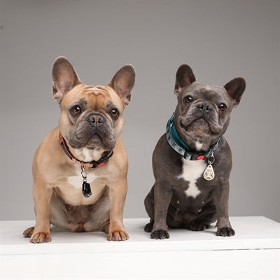 Tickless Teek en Vlo Afweer Voor Hond en Kat Zwart vlooienmiddel