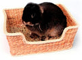 ROSEWOOD CHILL 'N' SNOOZE KNAAGDIERBED 33X26 CM