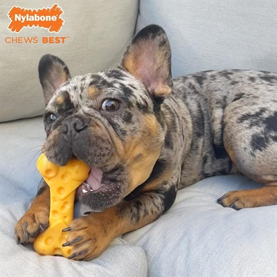Nylabone Dura Chew Cheese Bone hondenspeelgoed