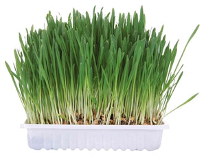 Trixie Knaagdiergras planten 100 gr