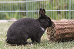 Trixie Wilgentunnel Konijn knaagdierspeelgoed 38x20x20 cm