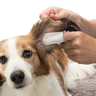 Trixie Ear Care Vingerpads vachtverzorging hond 50 st