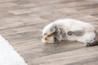 Trixie Matatabi Stokje Met Franjes kattenspeelgoed 24 cm