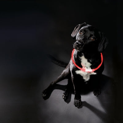 Trixie Lichtgevende Halsband Usb Flash Light Oplaadbaar Tpu halsbanden met lichtjes