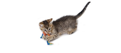 Catstages Catnip Dental Health Chew kattenspeelgoed