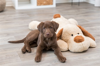 Trixie Knuffel Hondbenny Pluche Beige / Bruin hondenspeelgoed 75 cm