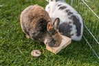 Trixie Snack Box Voor Ratten en Konijnen Hout knaagdierspeelgoed 14x3X7 cm