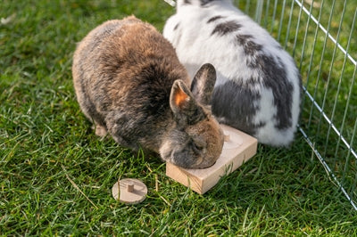 Trixie Snack Box Voor Ratten en Konijnen Hout knaagdierspeelgoed 14x3X7 cm