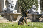 Morso Halsband Hond Gerecycled Full Metal Dog Bruin hondenhalsband hondenriem nylon