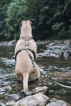 Morso Hondentuig H-tuig Gerecycled Full Metal Dog Bruin hondenhalsband hondenriem nylon