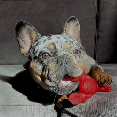 Nylabone Extreme Chew Lobster Filet Mignonsmaak hondenspeelgoed