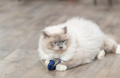 Trixie Zeedier Pluche Met Catnip Assorti kattenspeelgoed 5-8 cm