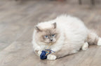 Trixie Zeedier Pluche Met Catnip Assorti kattenspeelgoed 5-8 cm