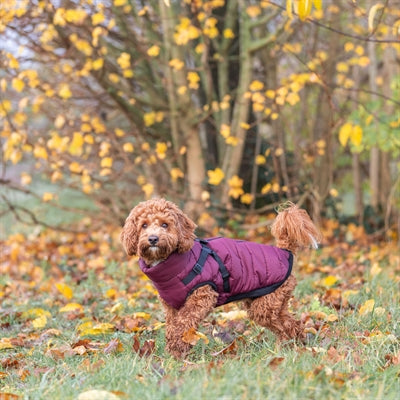 Trixie Hondenjas Pirou Met Tuig Sangria hondenkleding