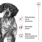 Royal Canin Medium Adult hondenvoer droogvoer
