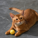 Eti Dynamische Speelbal Kat Assorti kattenspeelgoed 4x4X4 cm