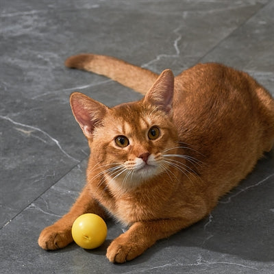Eti Dynamische Speelbal Kat Assorti kattenspeelgoed 4x4X4 cm