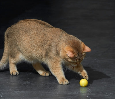 Eti Dynamische Speelbal Kat Assorti kattenspeelgoed 4x4X4 cm