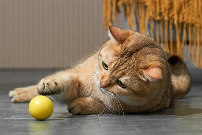 Eti Dynamische Speelbal Kat Assorti kattenspeelgoed 4x4X4 cm