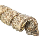 Trixie Denta Fun Curl Wokkel Met Kabeljauw hondensnacks kauwsnack 12 cm 25 gr 50 st