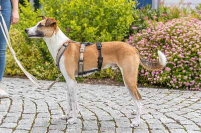 Trixie Paniekadapter Stay Voor Tuigen Zwart hondenhalsband hondenriem nylon