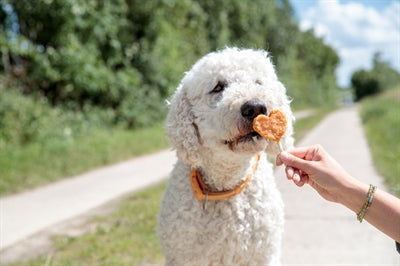 Trixie Premio Lolly Met Kip en Rijst hondensnacks kauwsnack 10 cm 30 st