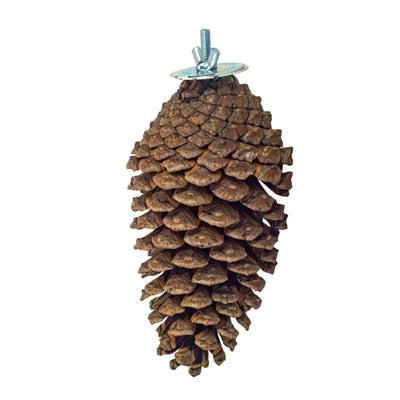 BACK ZOO NATURE FORAGING PINE CONE 15-20 CM