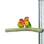 Back Zoo Nature Java Perch vogelspeelgoed