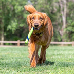 Chuckit Sniff Fetch Stick Pindakaasgeur hondenspeelgoed 28x3X2,5 cm