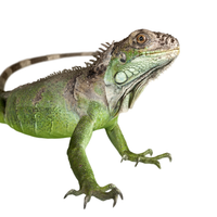 Reptiel