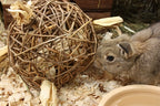 Happy Pet Speelbal Wilg Nature First knaagdierspeelgoed