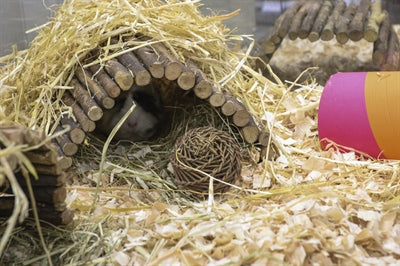 Happy Pet Speelbal Wilg knaagdierspeelgoed