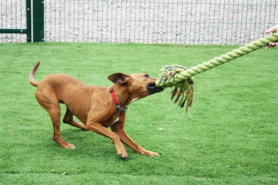 Happy Pet King Size Tug Flostouw hondenspeelgoed L 101x18 cm
