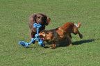 Happy Pet Flossin Fun 3 Knoop hondenspeelgoed Small 35x10CM