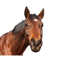 Paard