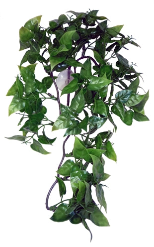 KOMODO PHILODENDRON PLANT 30 CM