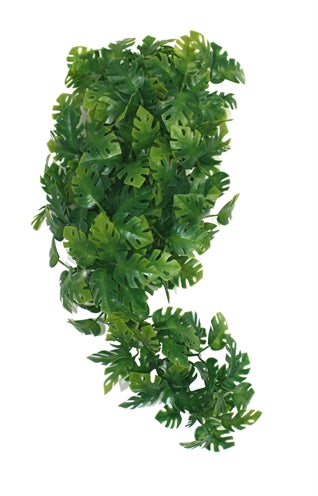 KOMODO PLANT SPLIT PHILODENDRON 30 CM